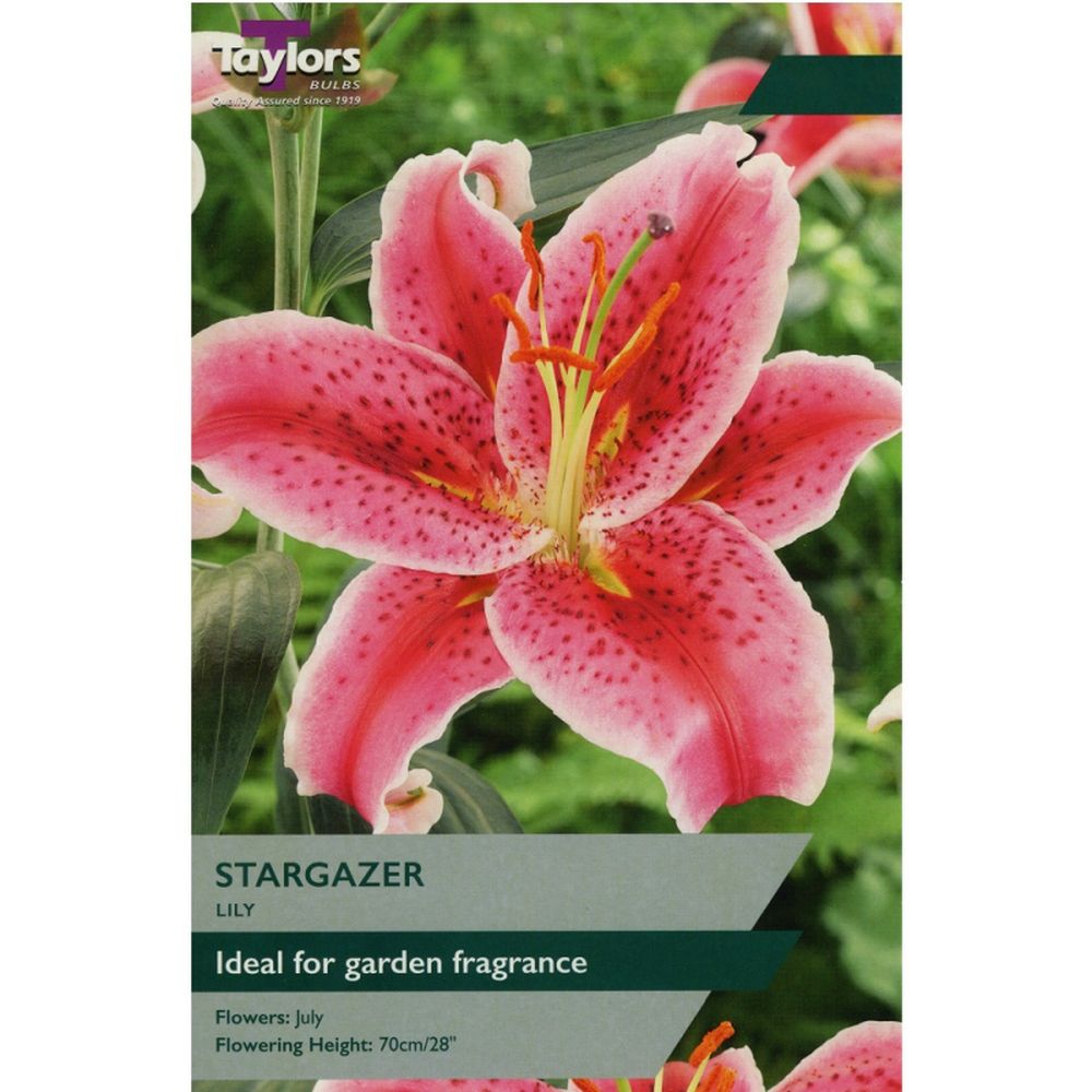 Lily Stargazer
